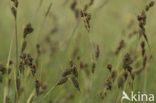 Knotszegge (Carex buxbaumii) 