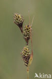Knotszegge (Carex buxbaumii) 