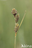 Knotszegge (Carex buxbaumii) 