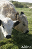 Cow (Bos domesticus)