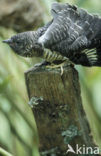 Common Cuckoo (Cuculus canorus)