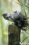 Common Cuckoo (Cuculus canorus)