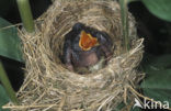 Common Cuckoo (Cuculus canorus)