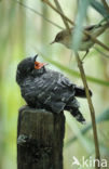 Koekoek (Cuculus canorus) 