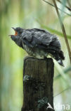 Common Cuckoo (Cuculus canorus)