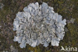 Kogelschildmos (Xanthoparmelia tinctina)