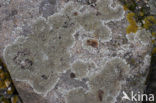 Kogelschildmos (Xanthoparmelia tinctina)