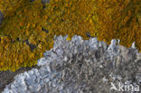 Kogelschildmos (Xanthoparmelia tinctina)