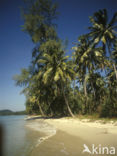 Coconut Palm (Cocos nucifera)