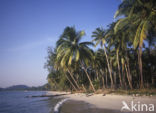 Coconut Palm (Cocos nucifera)