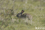 Rabbit (Oryctolagus cuniculus) 