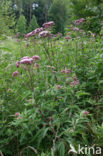 Hemp-agrimony (Eupatorium cannabinum)