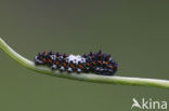 Koninginnepage (Papilio machaon) 