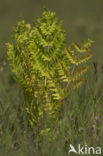 Royal Fern (Osmunda regalis)