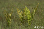 Royal Fern (Osmunda regalis)