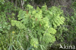 Royal Fern (Osmunda regalis)