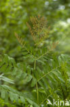 Royal Fern (Osmunda regalis)