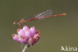 Koraaljuffer (Ceriagrion tenellum)