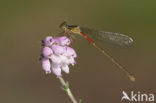 Koraaljuffer (Ceriagrion tenellum)