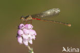 Koraaljuffer (Ceriagrion tenellum)