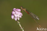 Koraaljuffer (Ceriagrion tenellum)