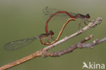 Koraaljuffer (Ceriagrion tenellum)