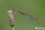 Koraaljuffer (Ceriagrion tenellum)