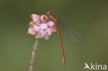 Koraaljuffer (Ceriagrion tenellum)