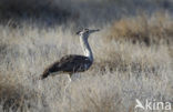 Kori Bustard (Ardeotis kori)