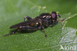 Korte bladloper (Chalcosyrphus nemorum)