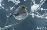 Fieldfare (Turdus pilaris)