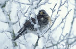 Fieldfare (Turdus pilaris)