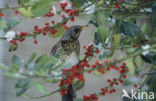 Fieldfare (Turdus pilaris)