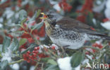 Fieldfare (Turdus pilaris)