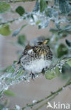 Fieldfare (Turdus pilaris)