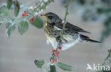 Fieldfare (Turdus pilaris)