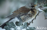 Fieldfare (Turdus pilaris)