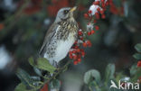 Fieldfare (Turdus pilaris)