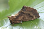 Coxcomb Prominent (Ptilodon capucina)
