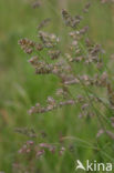 Kropaar (Dactylis glomerata)
