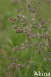 Kropaar (Dactylis glomerata)