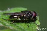 Kustgitje (Cheilosia vernalis)