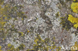 Lecanora fugiens