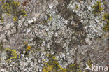 Kustschotelkorst (Lecanora fugiens)