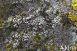 Kustschotelkorst (Lecanora fugiens)