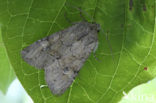 Rustic Shoulder-knot (Apamea sordens)