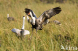 Wattled crane (Grus carunculatus) 