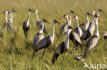 Wattled crane (Grus carunculatus) 