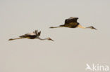 Wattled crane (Grus carunculatus) 