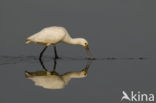 Eurasian Spoonbill (Platalea leucorodia)